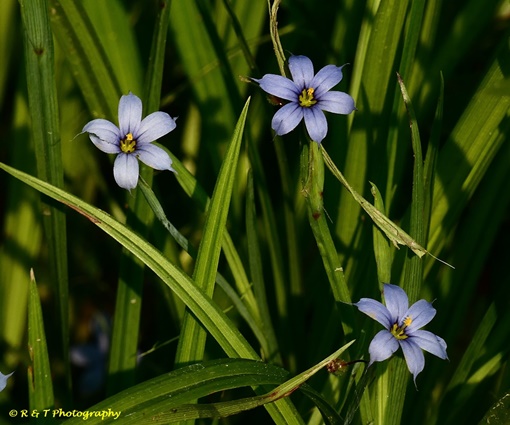 {Sisyrinchium angustifolium}